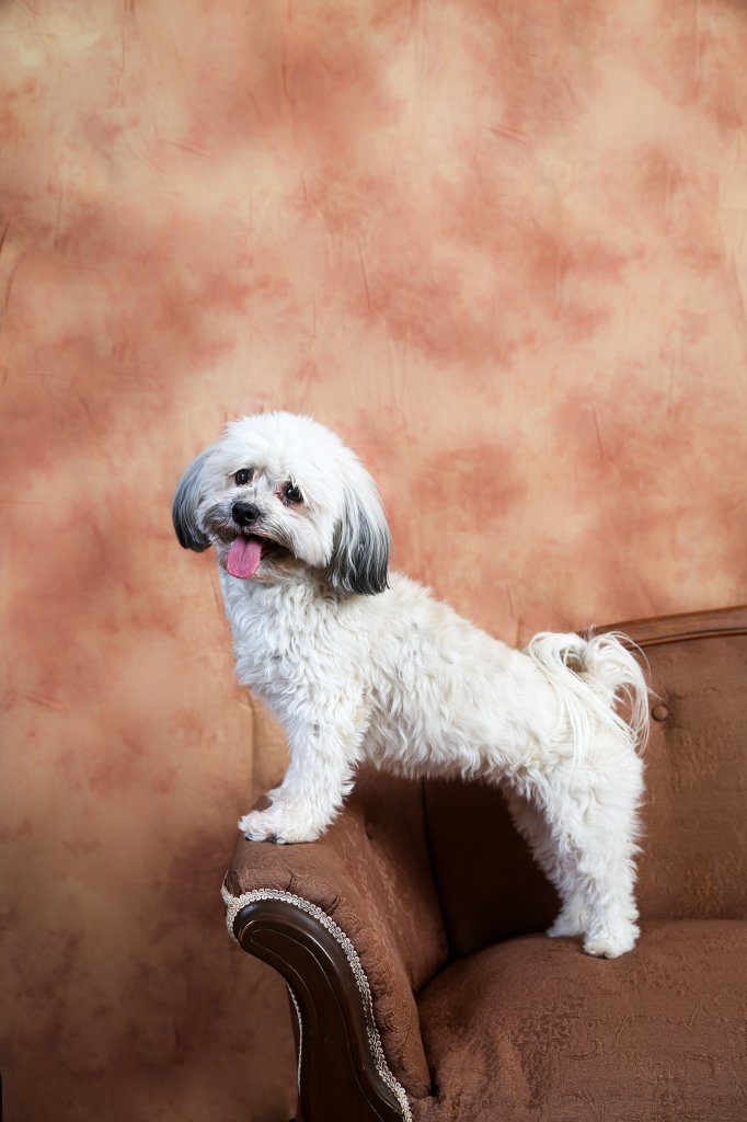 Havaneser-Hund auf dem Sofa